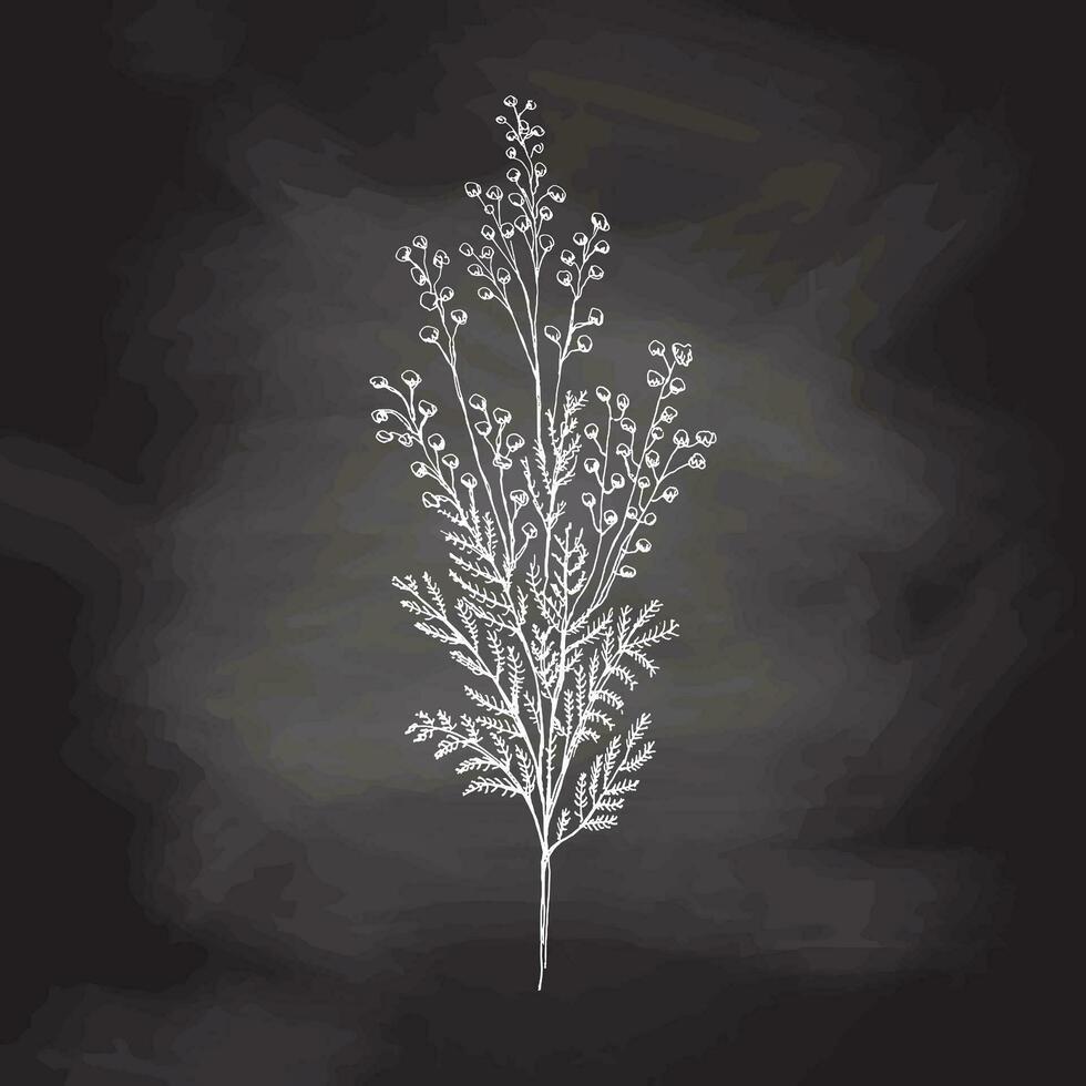 hand dragen mimosa skiss på svarta tavlan bakgrund. svartvit blomma klotter. svart och vit årgång element. vektor skiss. detaljerad retro stil.