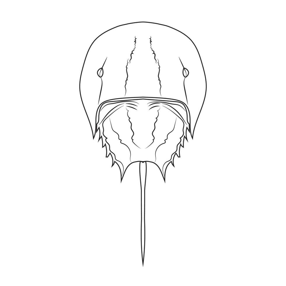 Asien hästsko krabba takypleus tridentatus isolerat på vit bakgrund. vektor illustration eps 10. redigerbar stroke.