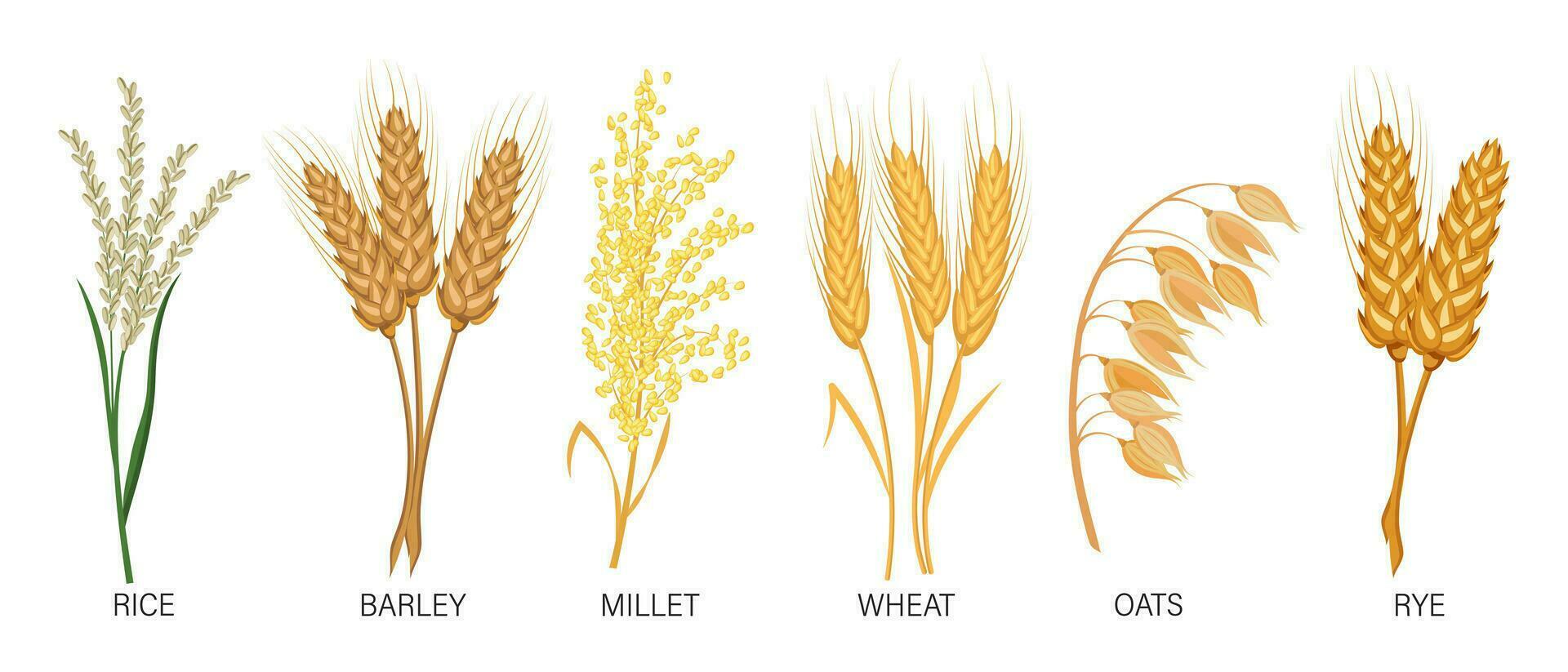 Getreide Satz. Weizen, Roggen, Hafer, Reis, Gerste, Hirse, Ährchen. Ernte, Landwirtschaft. Illustration, Vektor