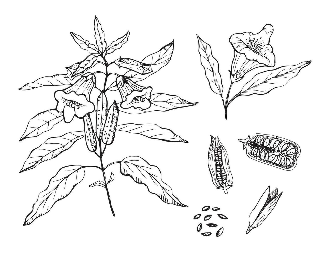 sesam växt teckning på isolerat vit bakgrund. hand dragen blomma, gren, sesam frön, örtartad växt vektor illustration, matlagning ingrediens, friska mat. för skriva ut, papper, märka, mall