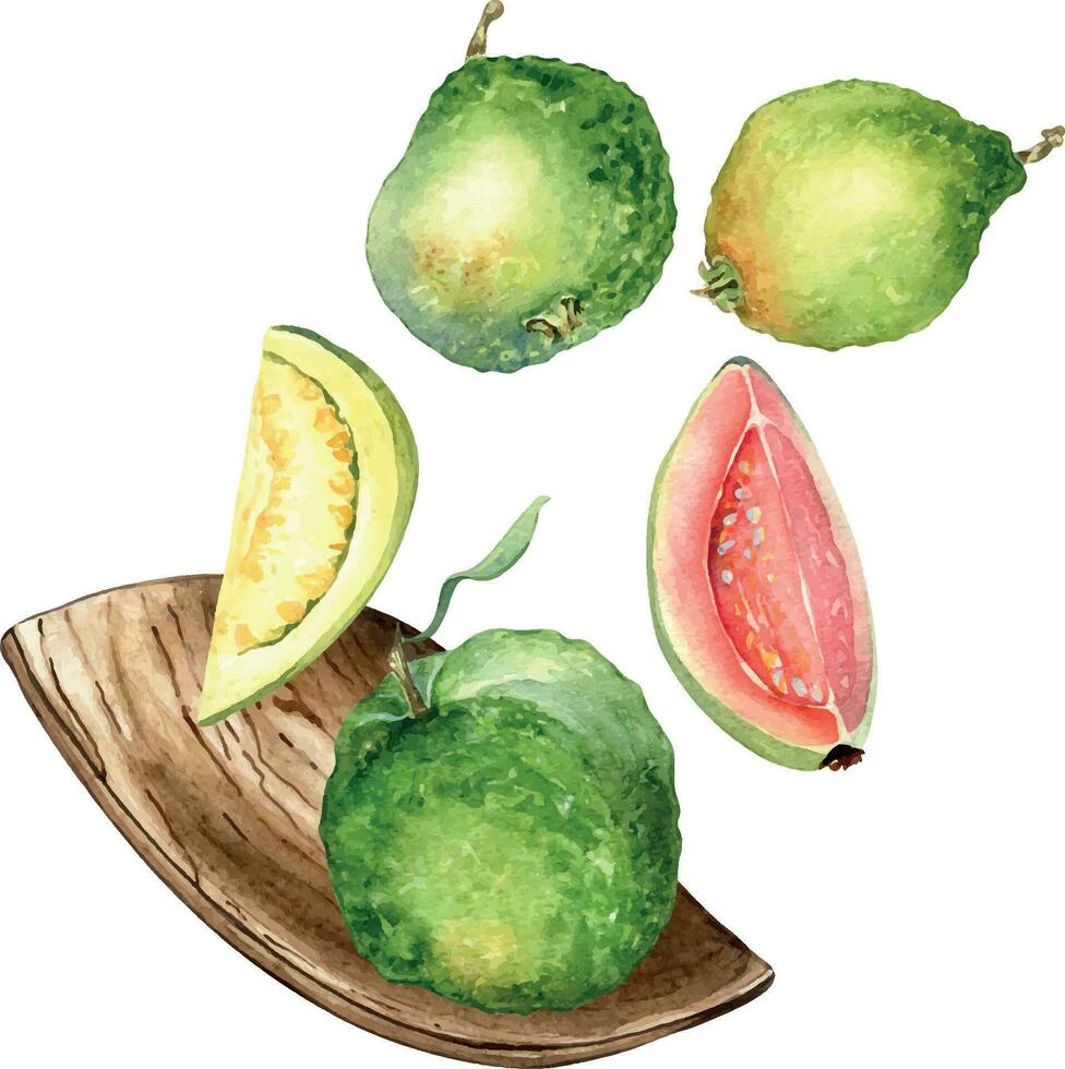 hela guavor och skivor levitation, trä- tallrik vattenfärg illustration isolerat på vit. tropisk, exotisk frukt, rosa guajava hand ritade. design för omslag, förpackning, märka, kök redskap vektor