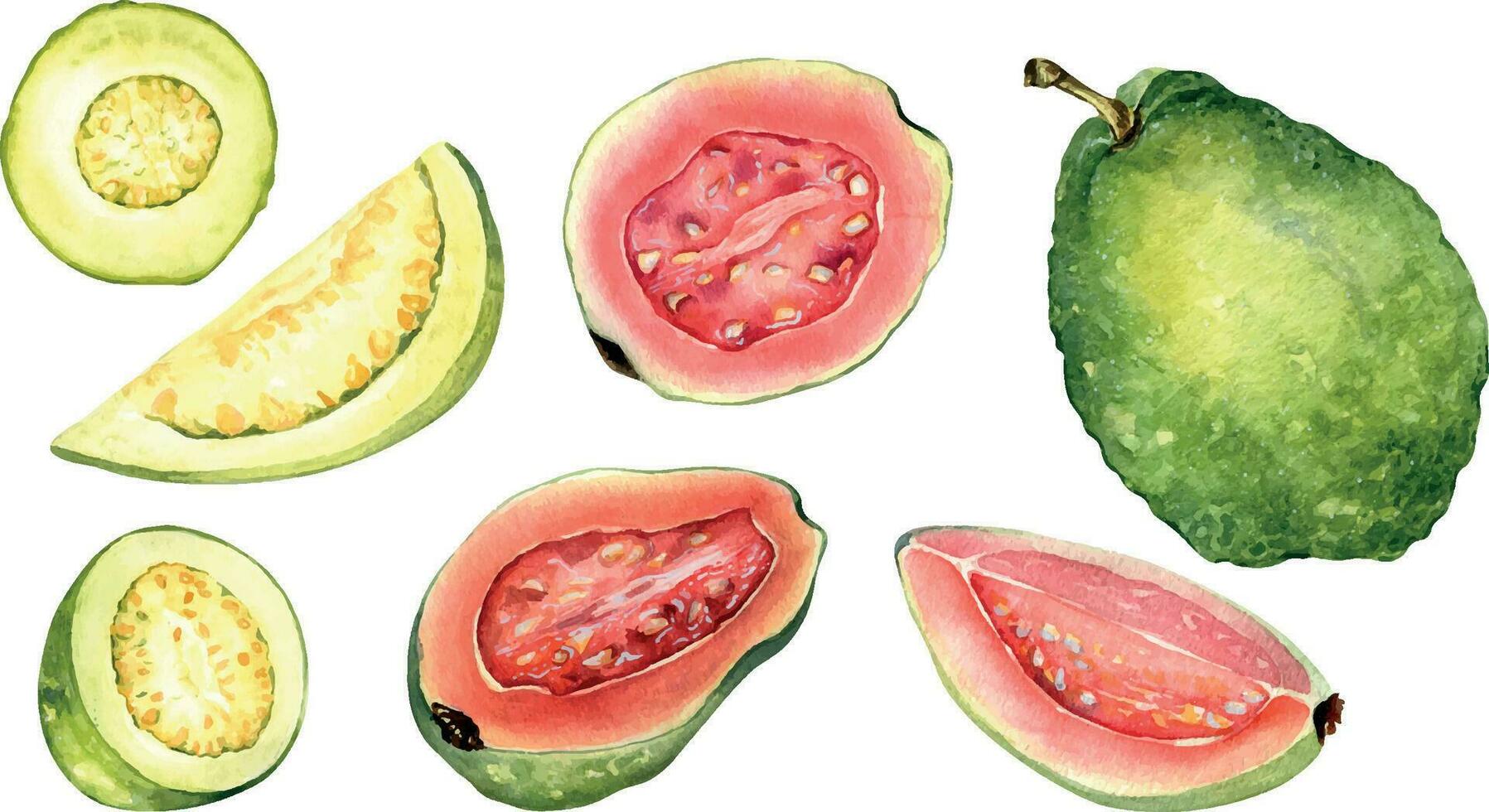 uppsättning av halv och skivor guava vattenfärg illustration isolerat på vit. tropisk frukt, exotisk äpple, hela guajava, röd massa hand ritade. design element för omslag, förpackning, märka, kök vektor
