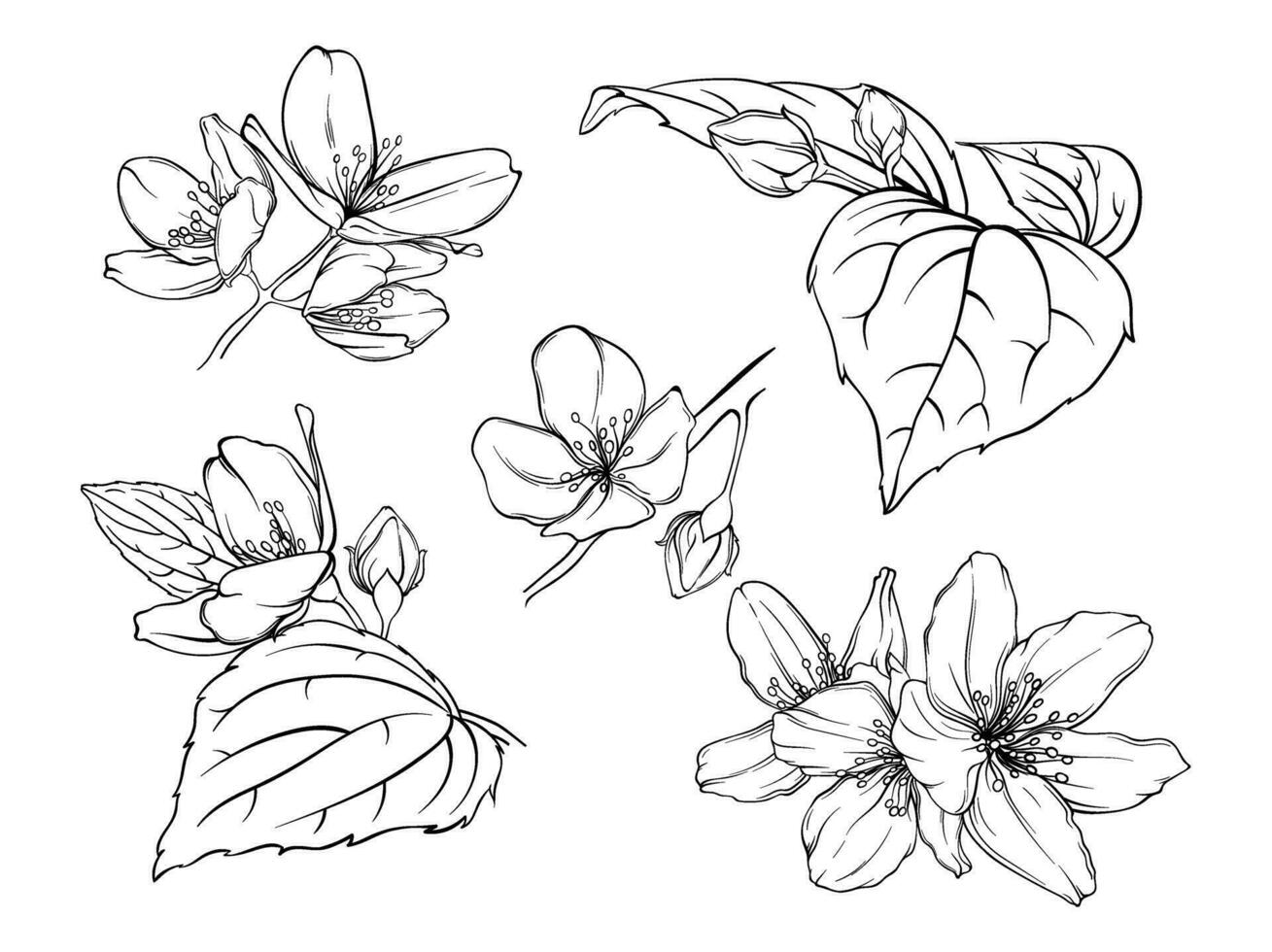 svartvit illustration av detaljer av en jasmin växt, körsbär blommor, äpple träd, skiss av delikat kronblad och löv vektor