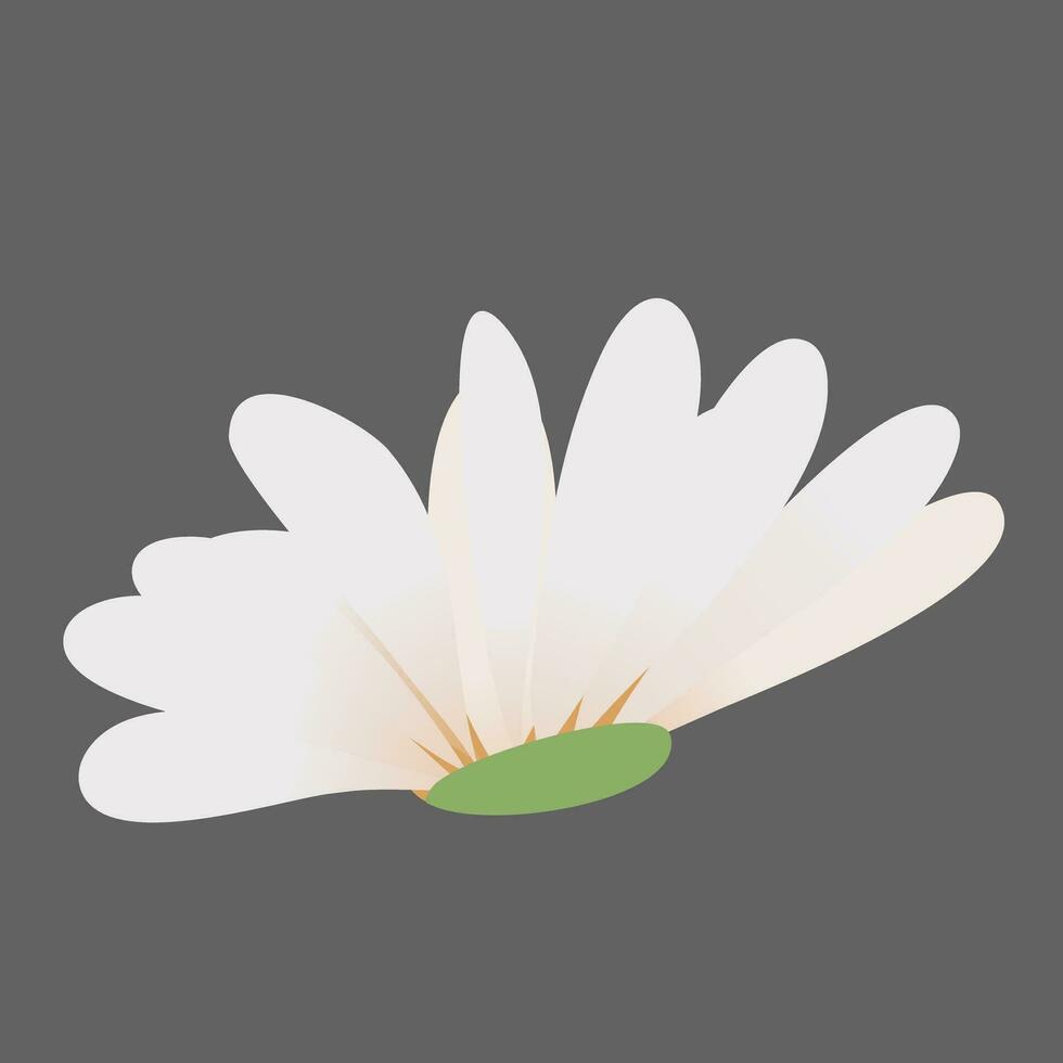 Gänseblümchen Blumen Dekoration vektor