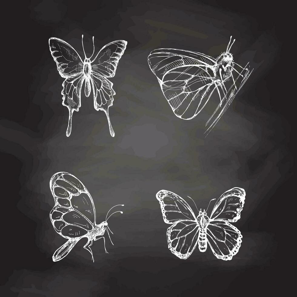 hand dragen fjäril skiss uppsättning på svarta tavlan bakgrund. svartvit insekter klotter. svart och vit årgång element. vektor skiss. detaljerad retro stil.