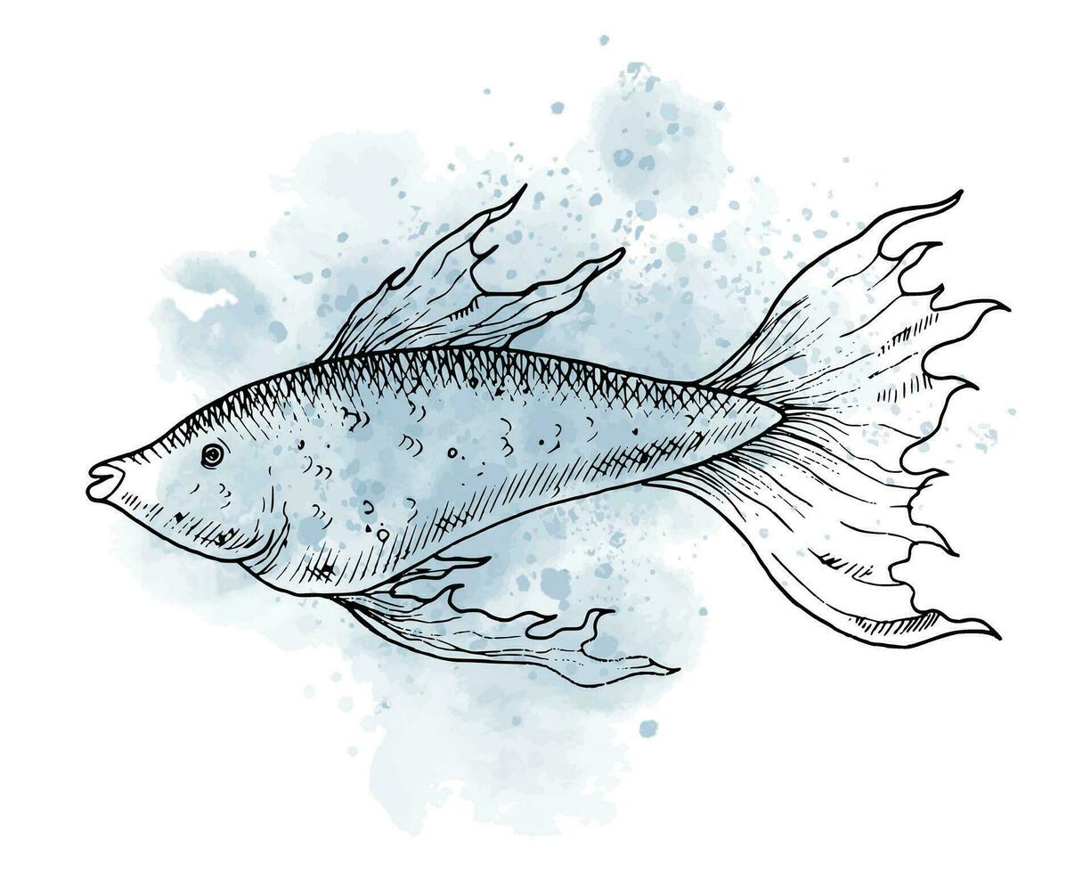 grafisk teckning av guppy fisk med vattenfärg fläck. hand dragen illustration av under vattnet hav djur- i översikt stil på isolerat bakgrund. marin skiss målad förbi svart bläck. hav etsning. vektor