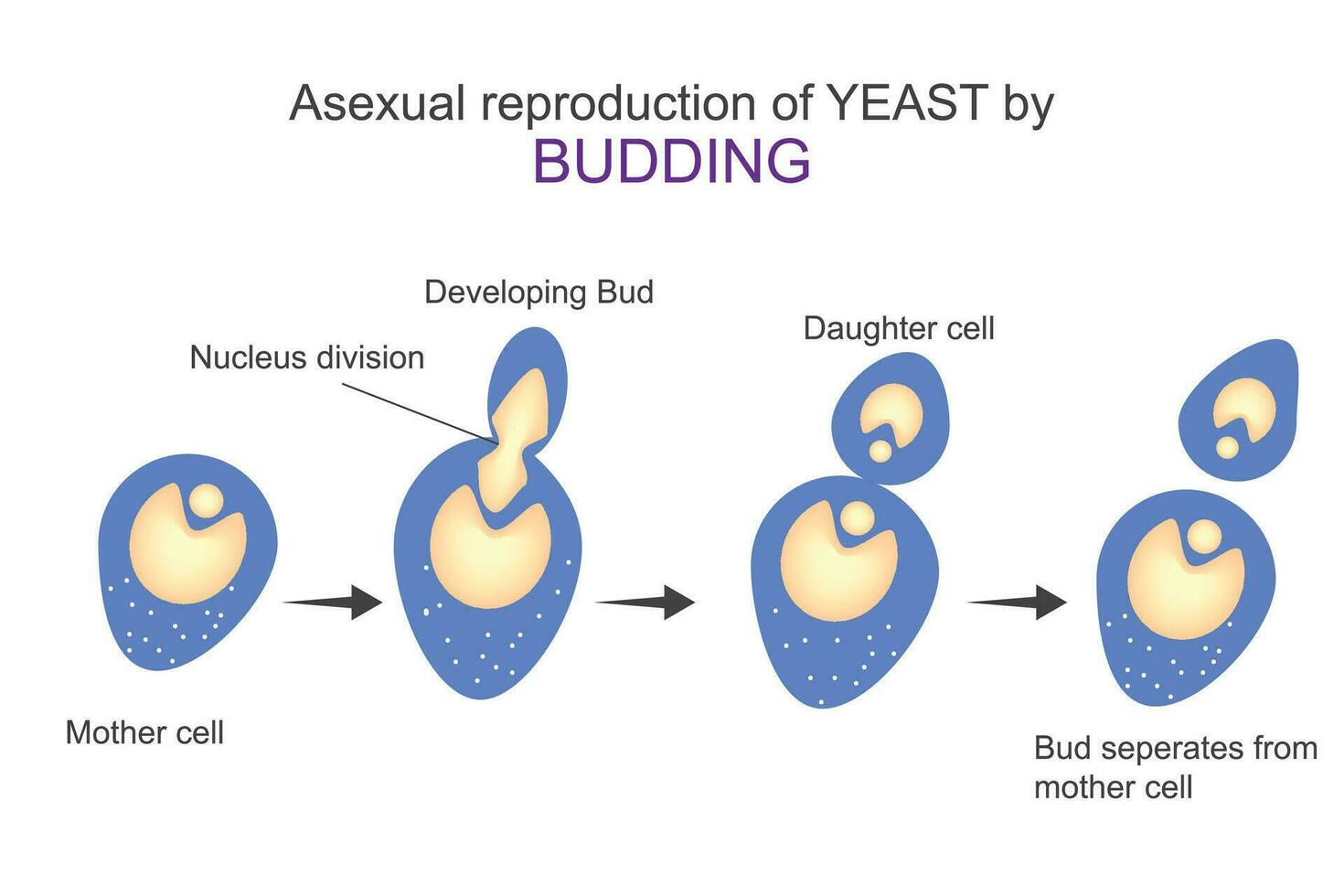 asexuell Reproduktion von Hefe durch angehendes Diagramm zeigt an Schritte von angehende.Mikrobiologie Konzept. vektor