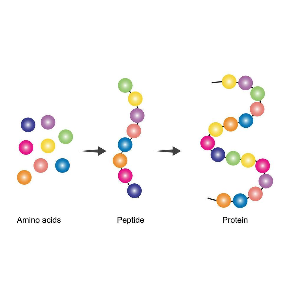 Amino Säuren sind das Monomere von Eiweiß. Amino Säuren sind zuerst umgewandelt zu Peptid Verbindungen, welche dann umgewandelt zu Proteine. ein Protein ist gemacht oben von einer oder Mehr linear Ketten von Amino Säuren vektor