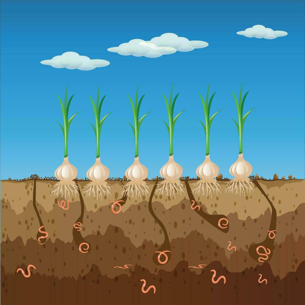 daggmaskar i trädgård jord. jord cutaway med daggmaskar och vitlök.luft och vatten textavsnitt i jord skapas förbi daggmaskar.organiska vegetabiliska begrepp. vektor