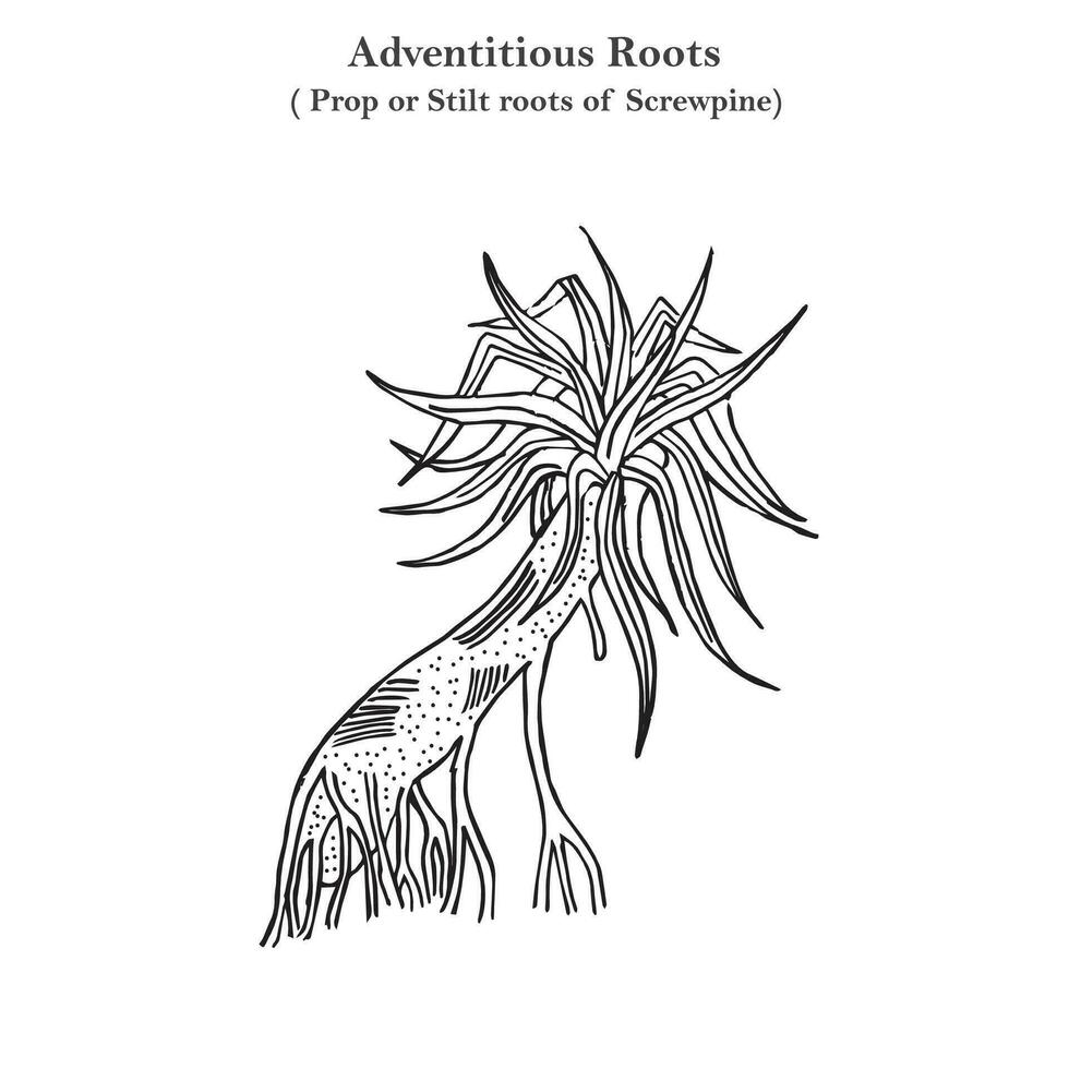 tillfällig rötter, stötta eller stylta rötter av skruvpinne, pandanus odoratissimus, botanik begrepp vektor