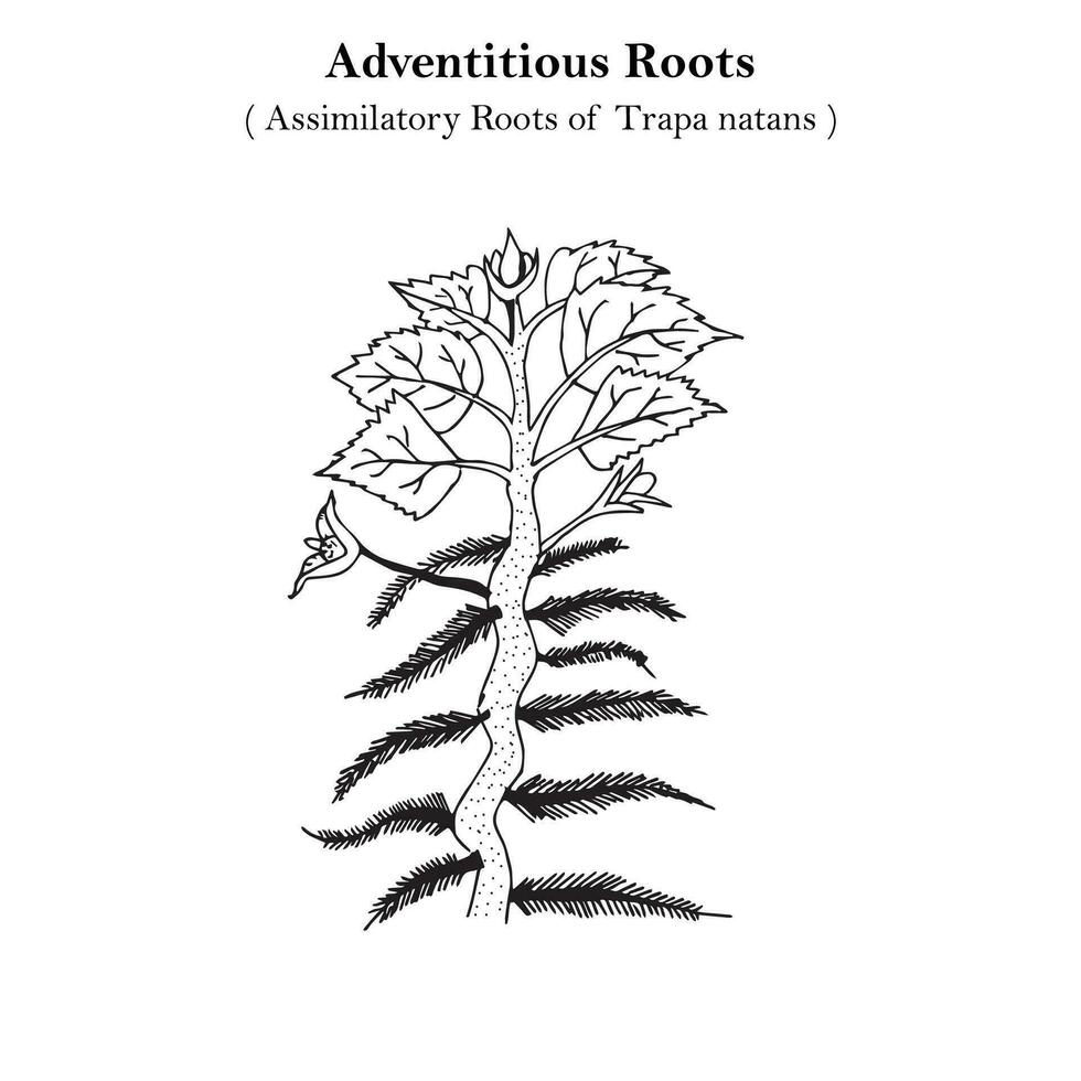 tillfällig rötter, assimilerande rötter, trapa natans, botanik begrepp vektor
