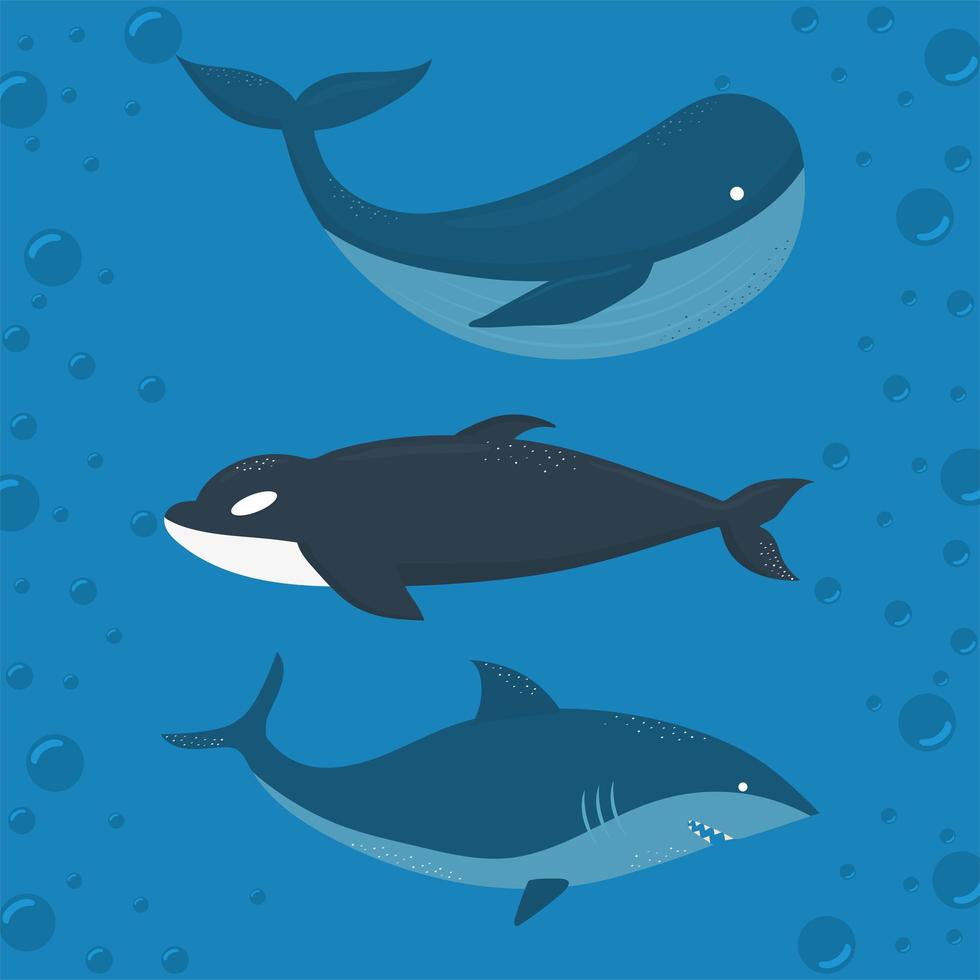 blåhval, späckhuggare och haj på en vattenbakgrund vektor