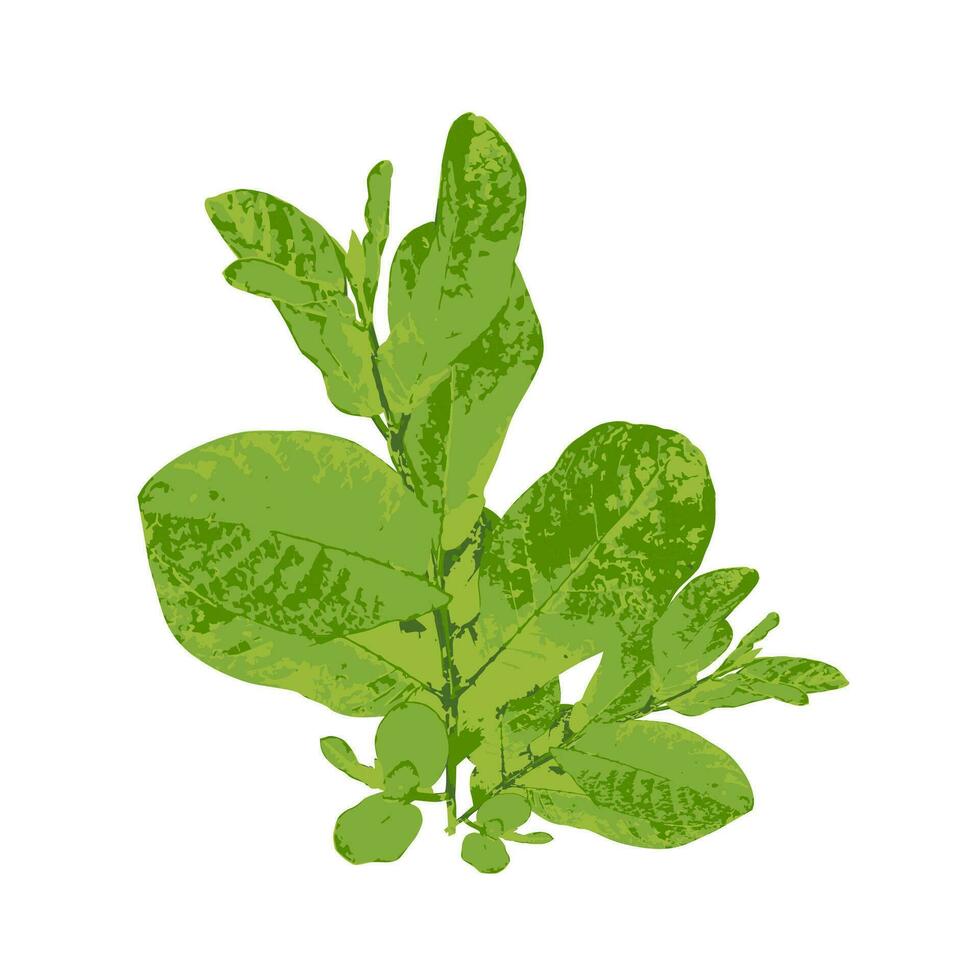 Grün Guave Blätter Vektor auf Weiß Hintergrund ein Pflanze mit Grün Blätter auf ein Weiß Hintergrund