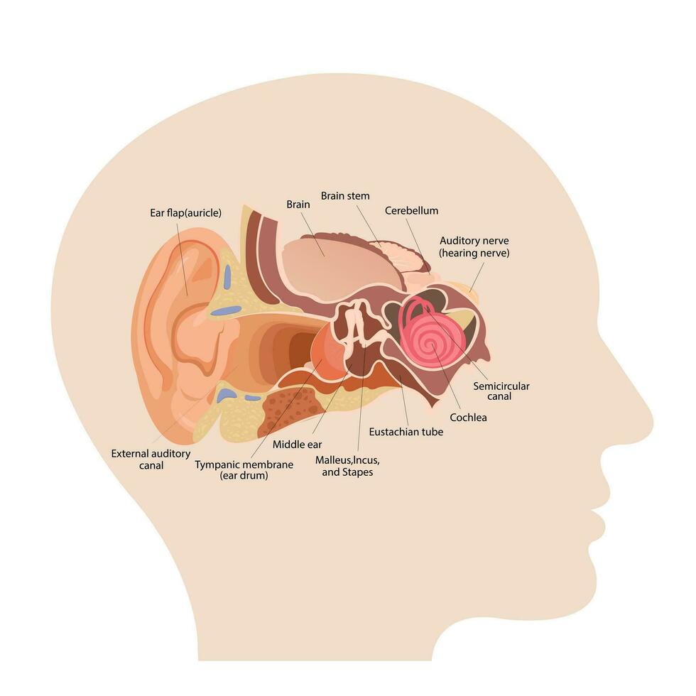 anatomi av de mänsklig öra. de inre strukturera av de öron, de organ av hörsel vektor illustration. mänsklig ljud sensorisk organ medicin infographic