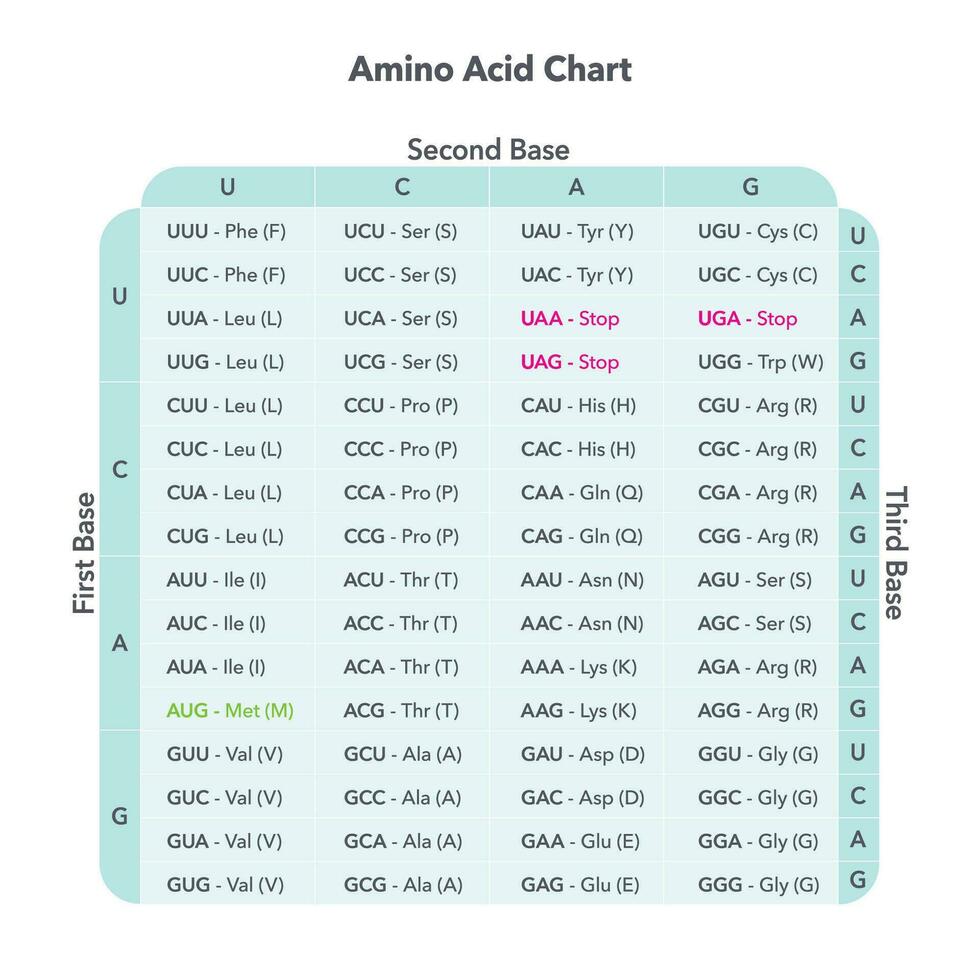 Amino Acid Codon Tabelle Genom Wissenschaften Vektor Grafik