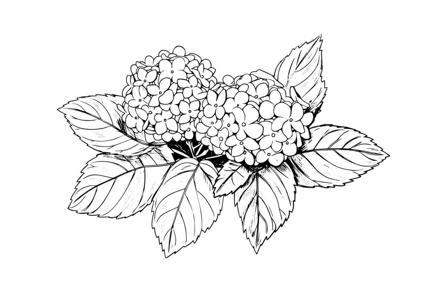 hand dragen bläck skiss hortensia blommor. vektor illustration i gravyr stil.