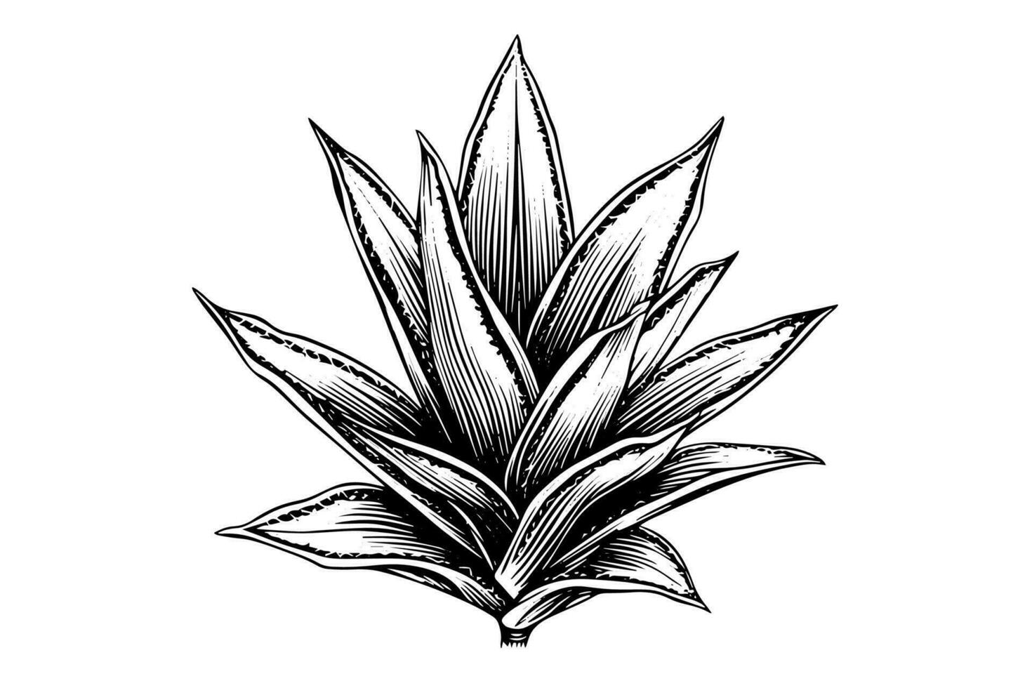 Blau Agave Tinte skizzieren. Tequila Zutat Vektor Zeichnung. Gravur Illustration von Mexikaner Pflanze.
