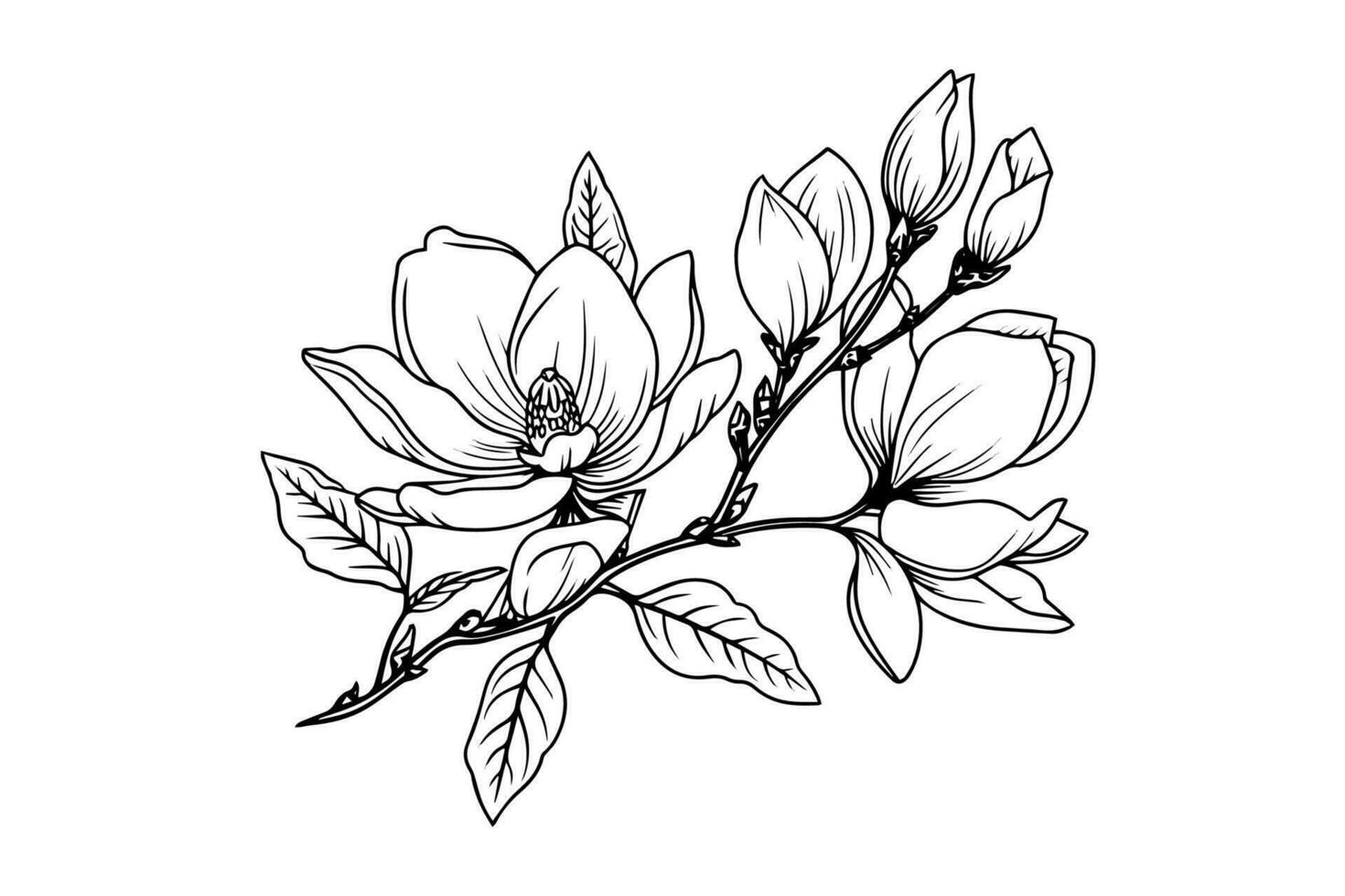 hand dragen magnolia blomma bläck skiss. gravyr stil vektor illustration.