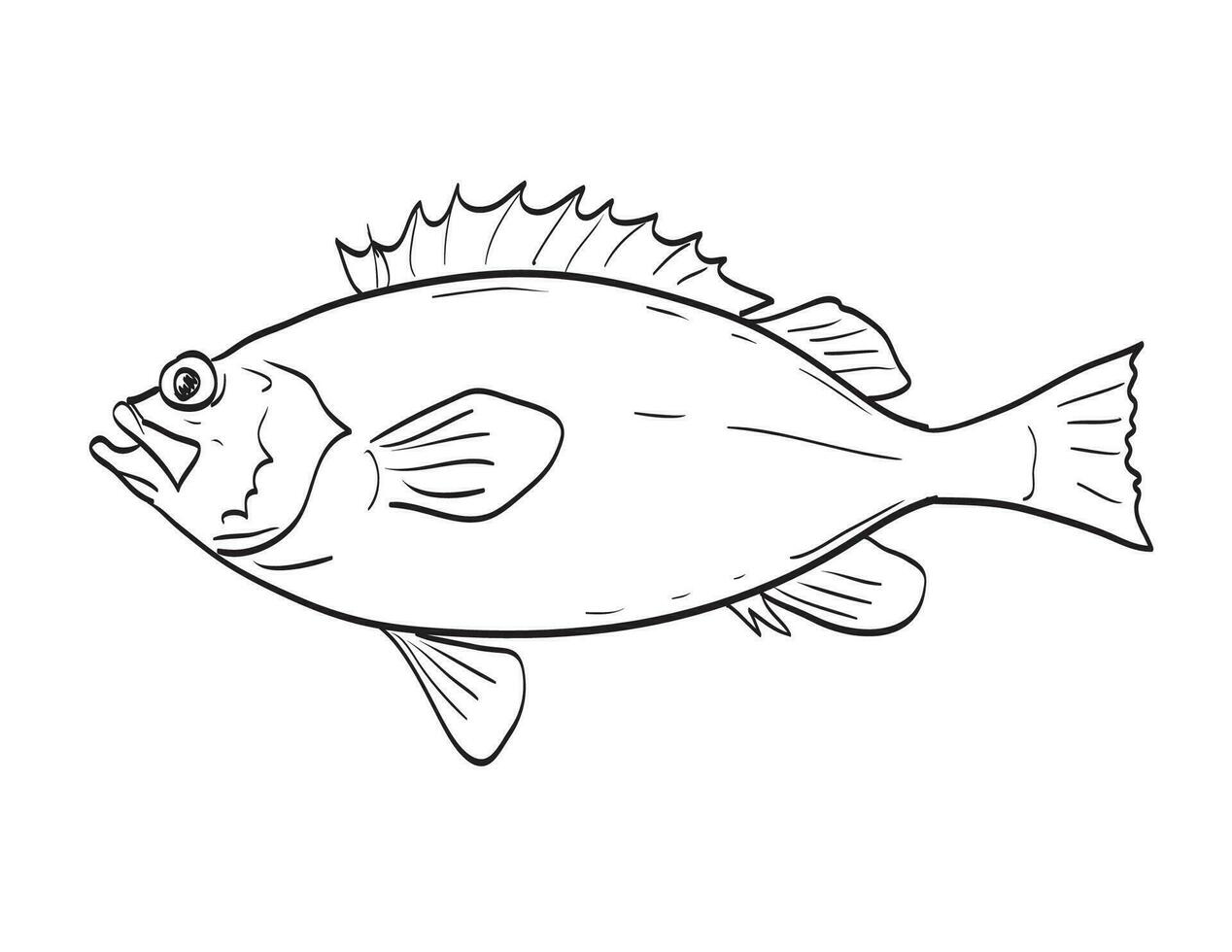 akadisch roter Fisch Fisch im Neu England und Mitte atlantisch Karikatur Zeichnung vektor