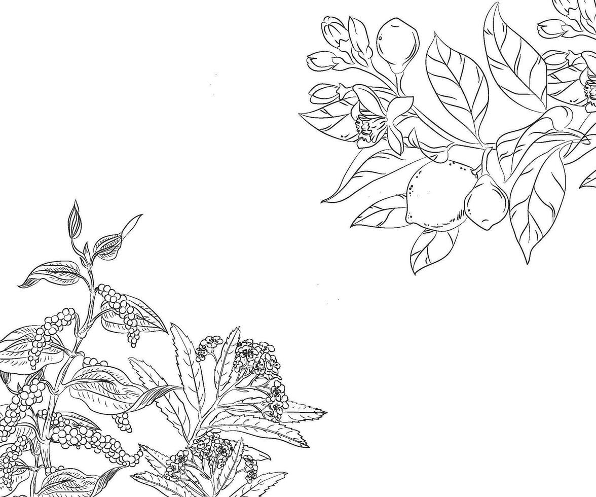 botanisk blomma teckning vektor illustration