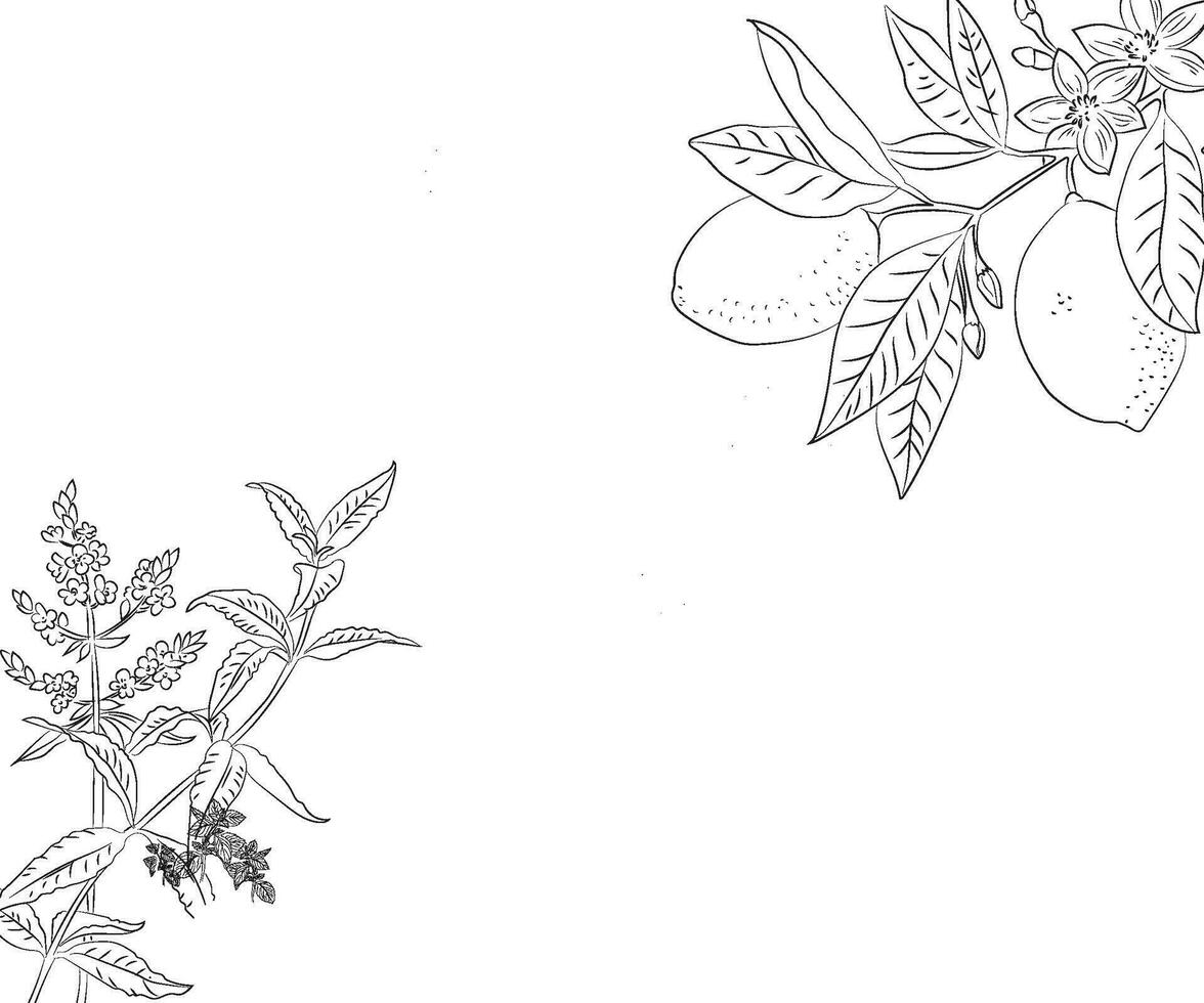 botanisk blomma teckning vektor illustration