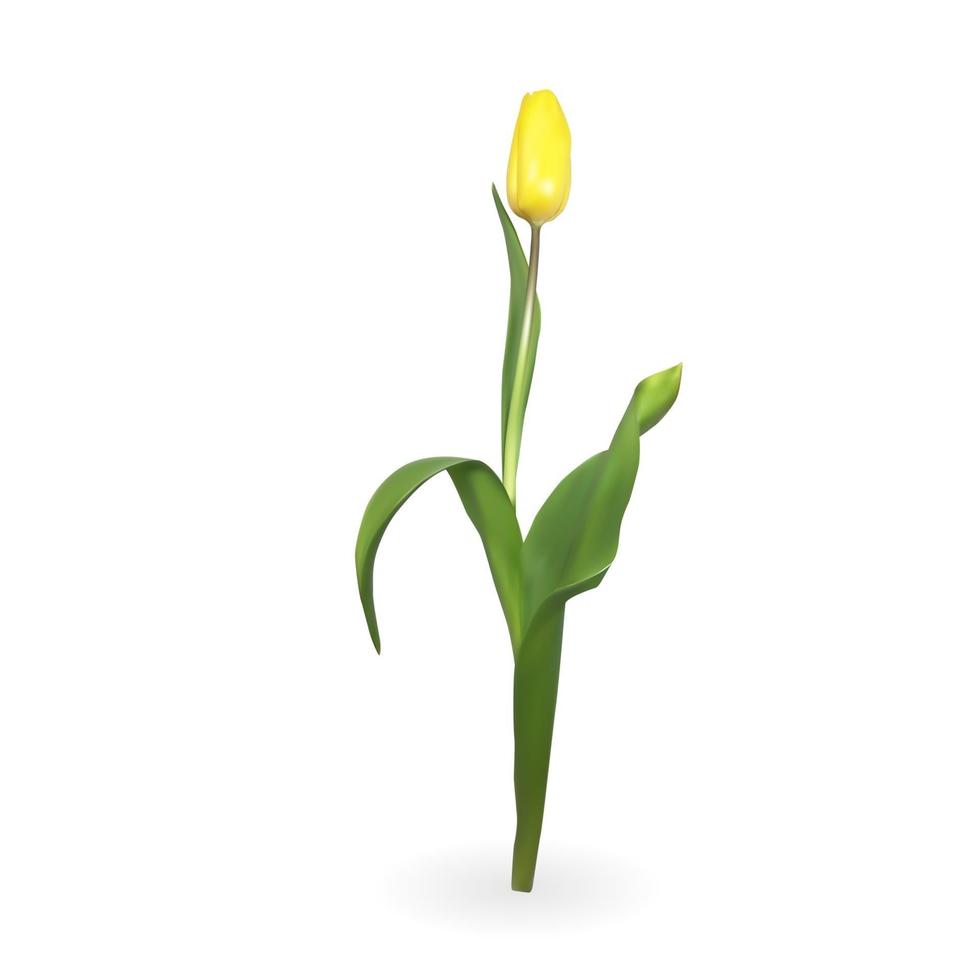 schöne Tulpen auf weißem Hintergrund. Vektor-Illustration vektor