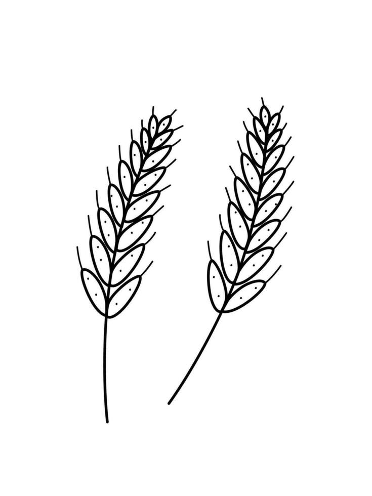 Ohren von Weizen Symbol Gekritzel Stil. Vektor Illustration von ein gewachsen Korn Ernte auf ein Weiß Hintergrund.