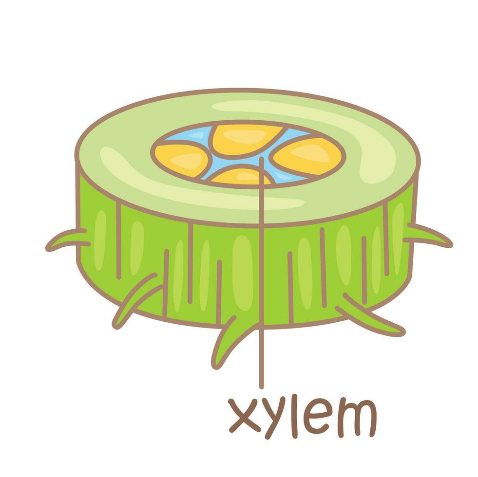 Alphabet x zum Xylem Wortschatz Schule Lektion lesen Karikatur Illustration Vektor Clip Art Aufkleber