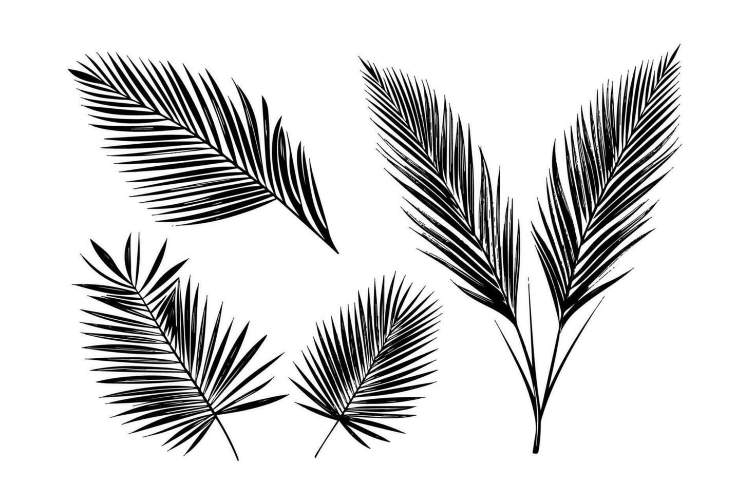 exotisch tropisch Blatt Hand gezeichnet Vektor. botanisch Blätter graviert Tinte Kunst. vektor