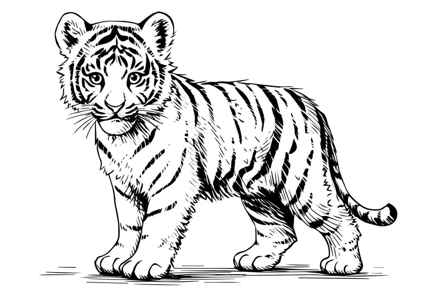 Hand gezeichnet Gravur Stil skizzieren von ein Tiger Jungtier, Vektor Tinte Illustration.