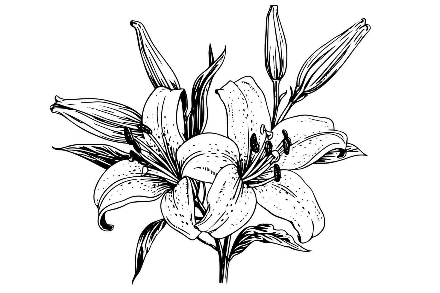 svartvit svart och vit bukett lilja isolerat på vit bakgrund. ritad för hand vektor illsutration.