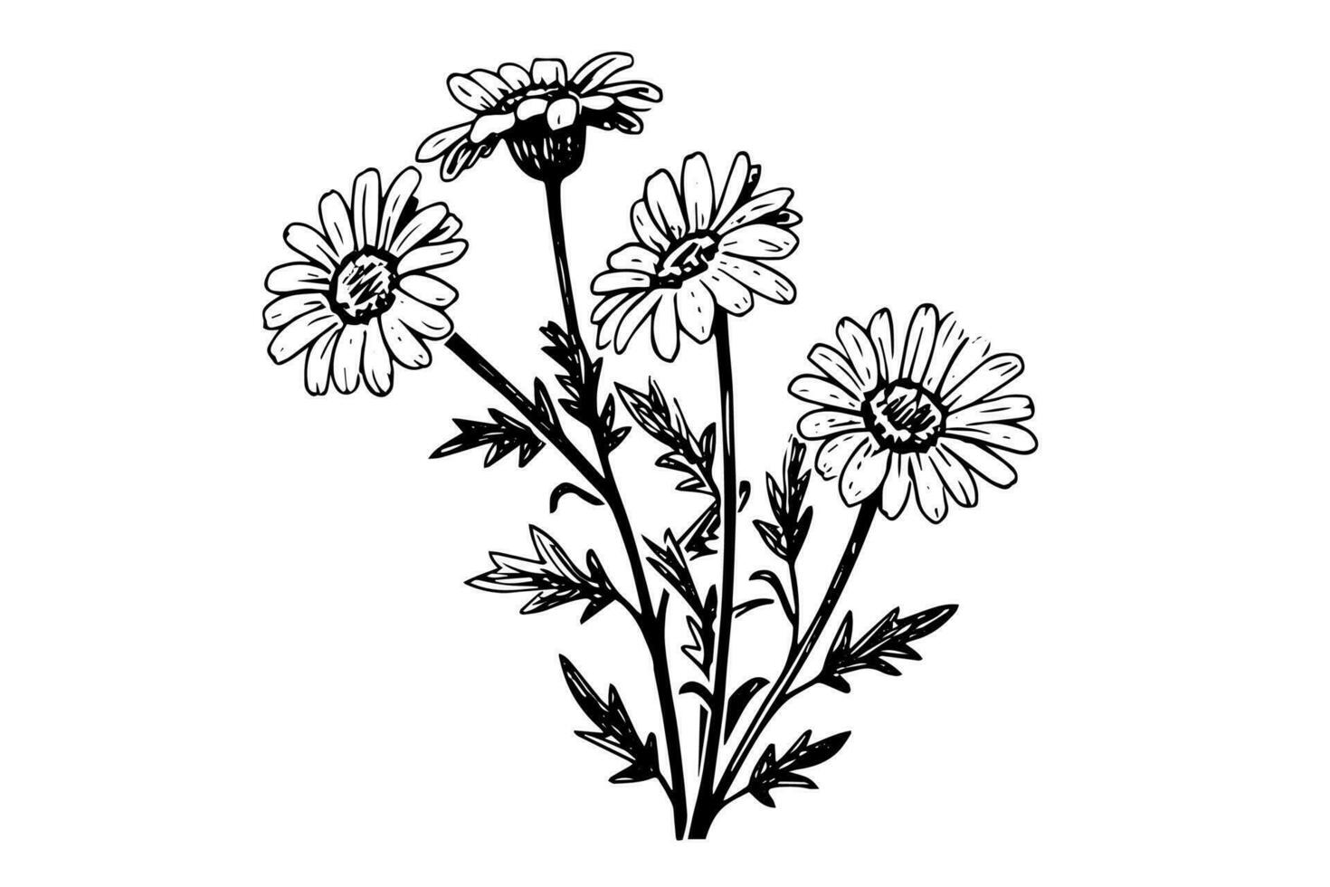 hand dragen kamomill bläck skiss. daisy blomma gravyr vektor illustration.