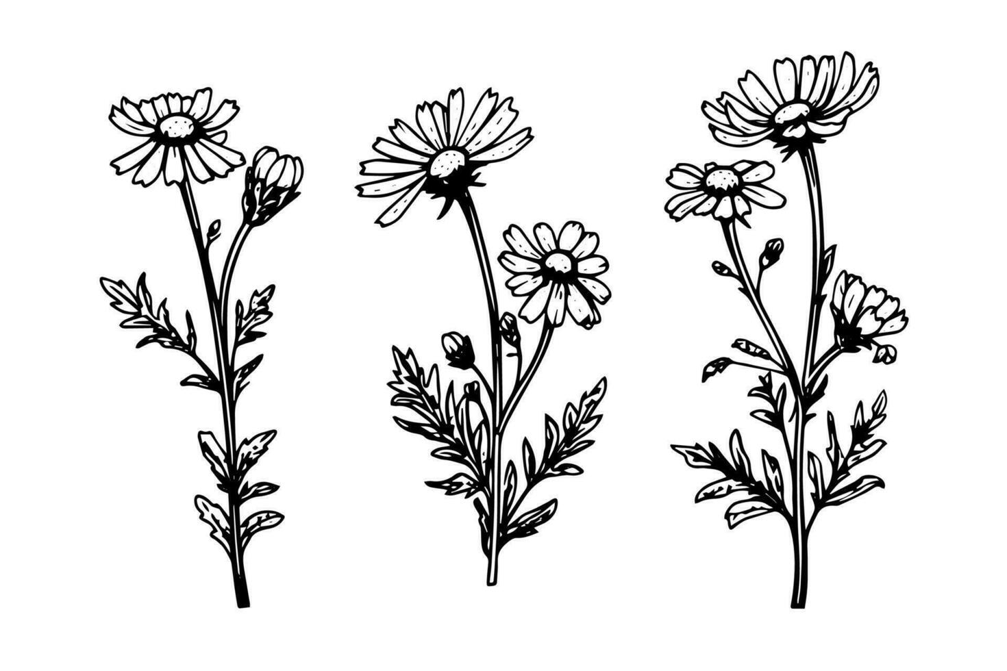 hand dragen kamomill bläck skiss. daisy blomma gravyr vektor illustration.