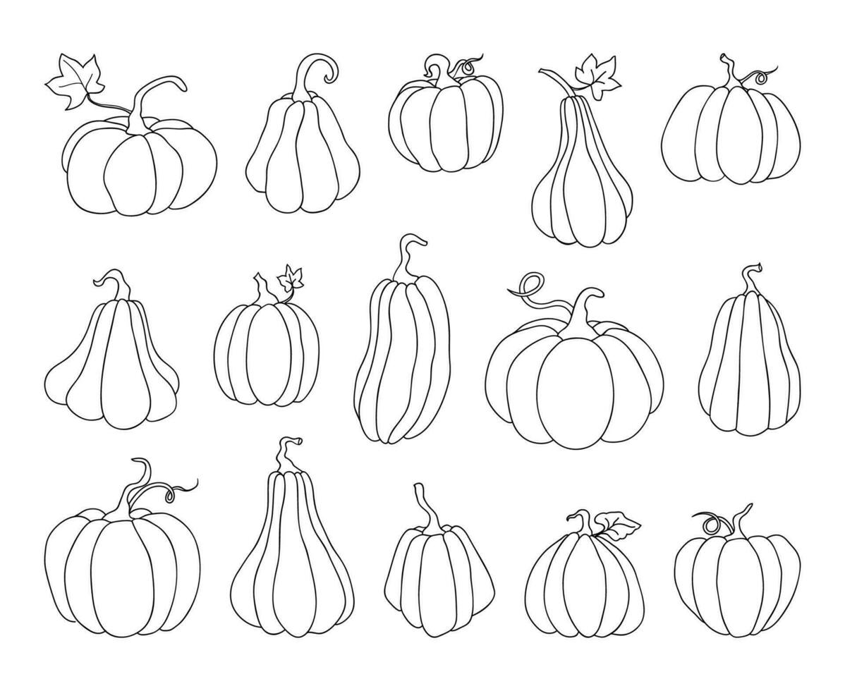 pumpa ikoner stor uppsättning av enkel linje ritningar. vektor illustration av pumpa för halloween eller skörda, märken för etiketter, förpackning,