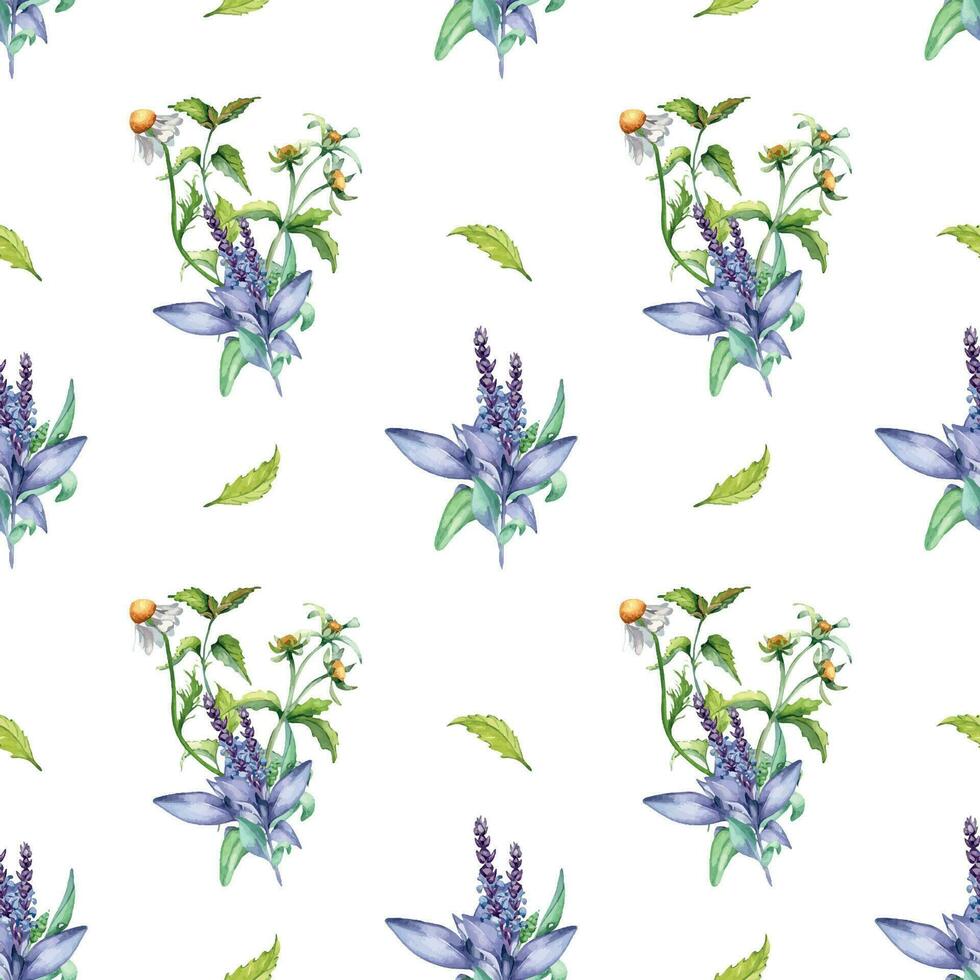 salvia ört- växt, bidens tripartita vattenfärg sömlös mönster isolerat på vit bakgrund. salvia, nässla, kamomill, daisy användbar blommor hand ritade. design för textil, paket, omslag, tyg. vektor