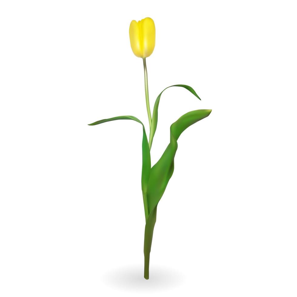 schöne Tulpen auf weißem Hintergrund. Vektor-Illustration vektor