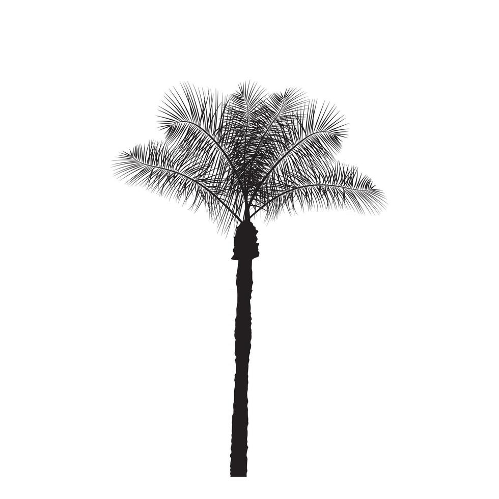 palm träd silhuett vektor