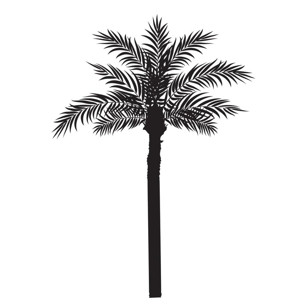 palm träd silhuett vektor