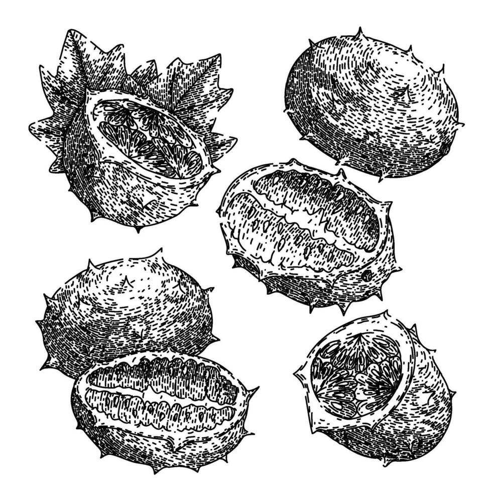 Kiwano einstellen skizzieren Hand gezeichnet Vektor