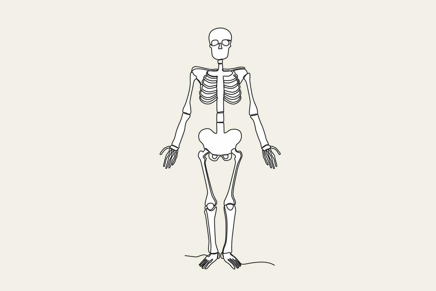 Färg illustration av en mänsklig skelett stående lång vektor