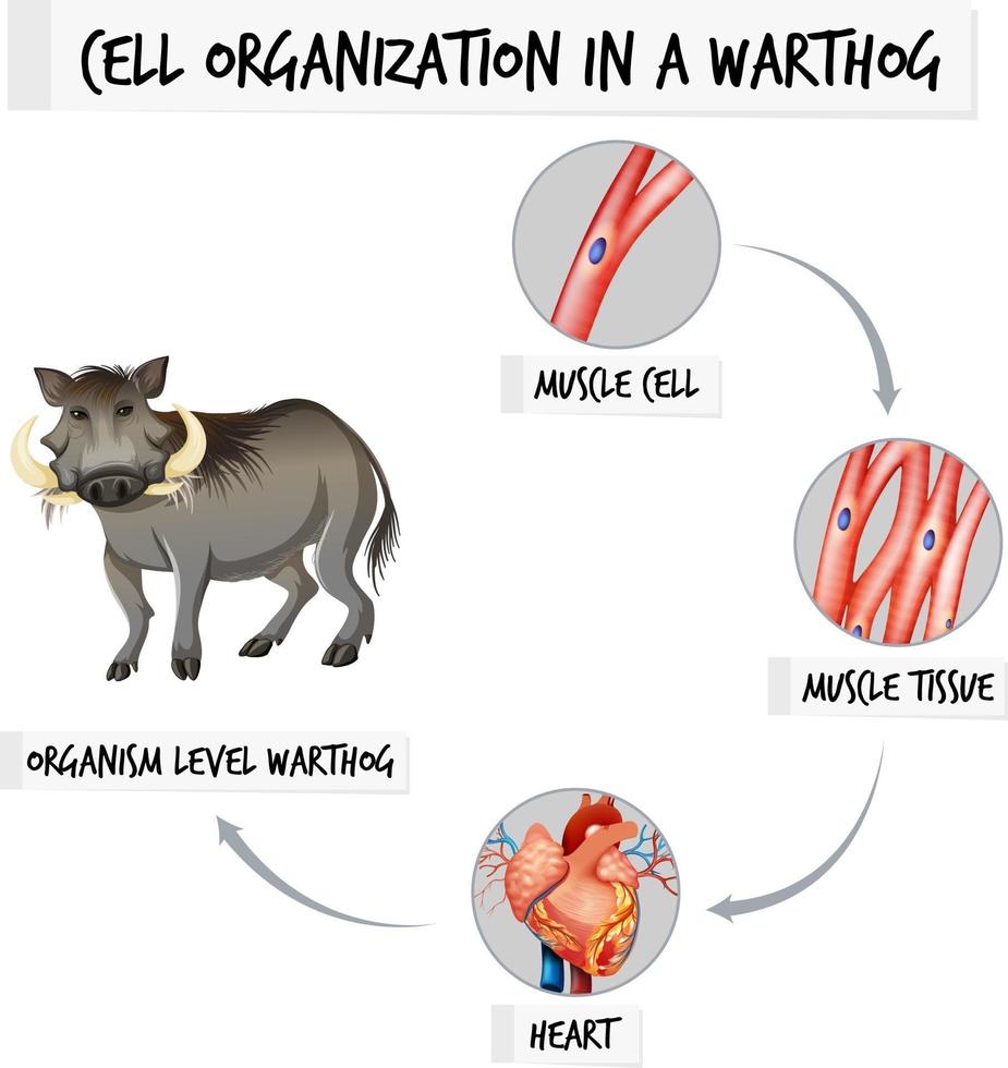 Diagramm der Zellorganisation bei einem Warzenschwein vektor