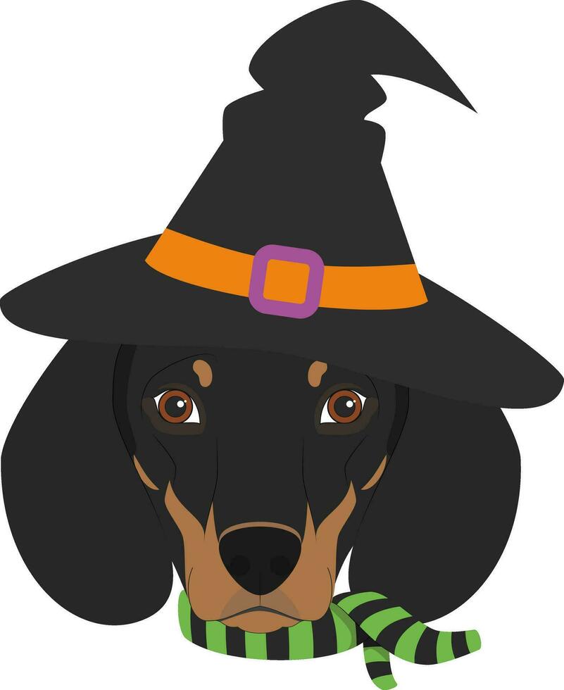 Halloween Gruß Karte. Dackel Hund gekleidet wie ein Hexe mit schwarz Hut und Grün und schwarz Schal vektor