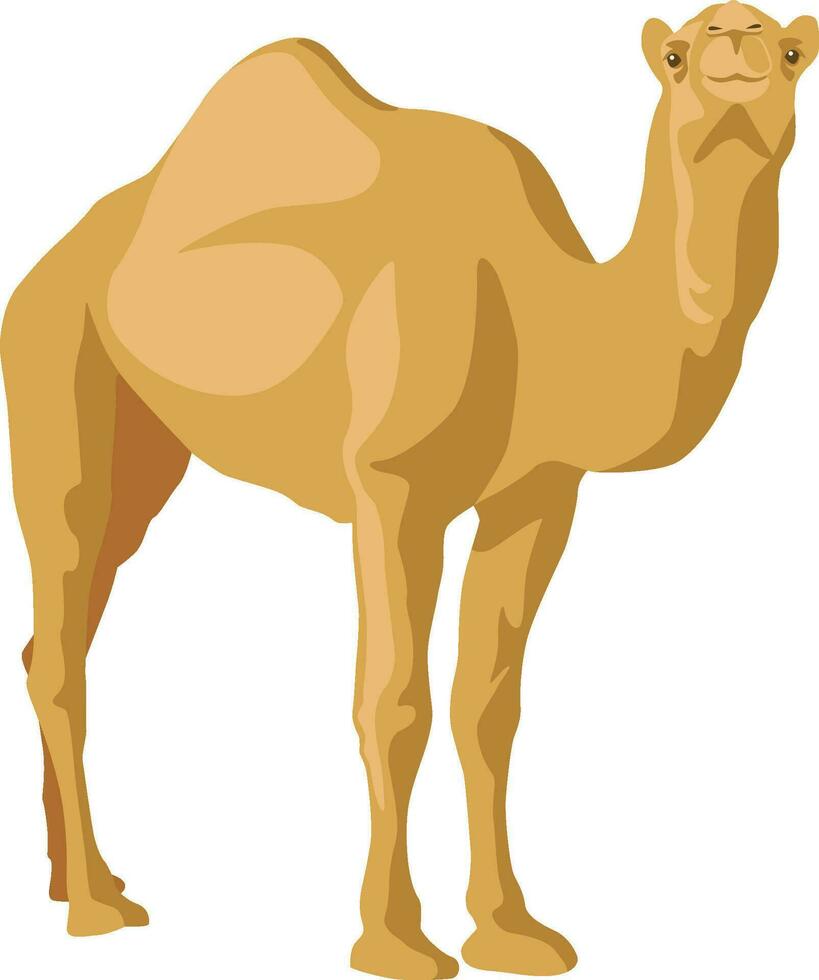 Dromedar Kamel Abbildungen vektor