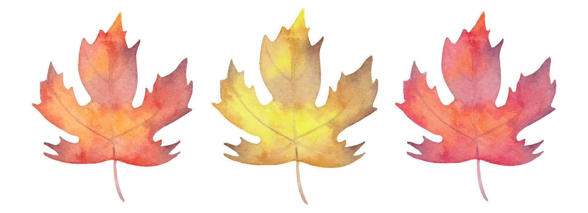Sammlung von Aquarell Ahorn Blätter.Herbst Botanik zum saisonal Feiertage.Hand gezeichnet isoliert Kunst. vektor