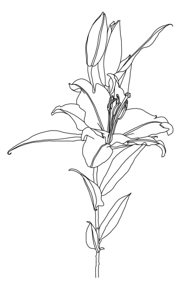 realistisch Zeichnung von Lilie Blume mit Blätter und Knospen vektor