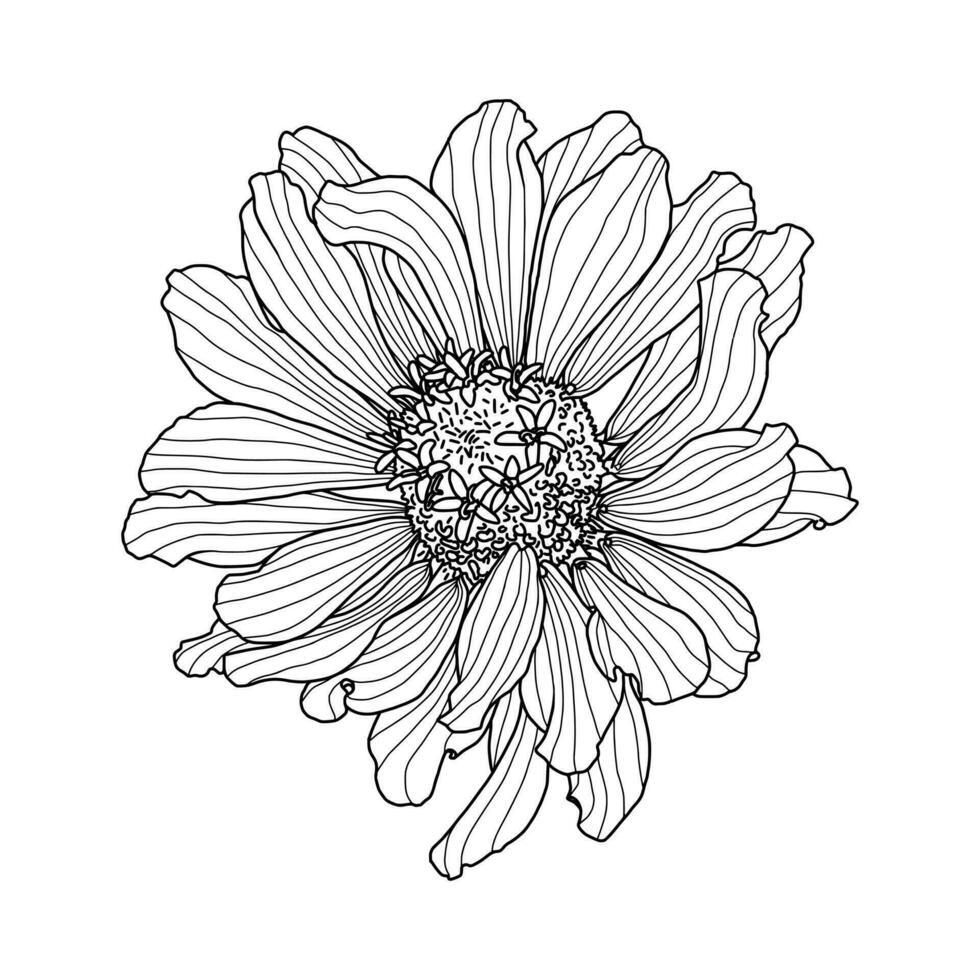hand dragen skiss av zinnia blomma huvud isolerat på vit bakgrund. dekorativ element för design, hälsning kort, bröllop inbjudan, färg bok vektor