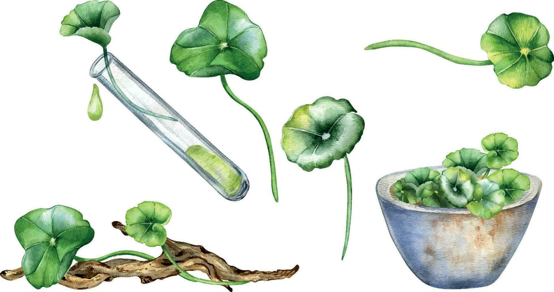 uppsättning av centella Asiatica, grundläggande oljor, krux vattenfärg illustration isolerat på vit. pennywort, ört- växter, trä- gren, murbruk hand ritade. design element för paket, bakgrund, omslag vektor