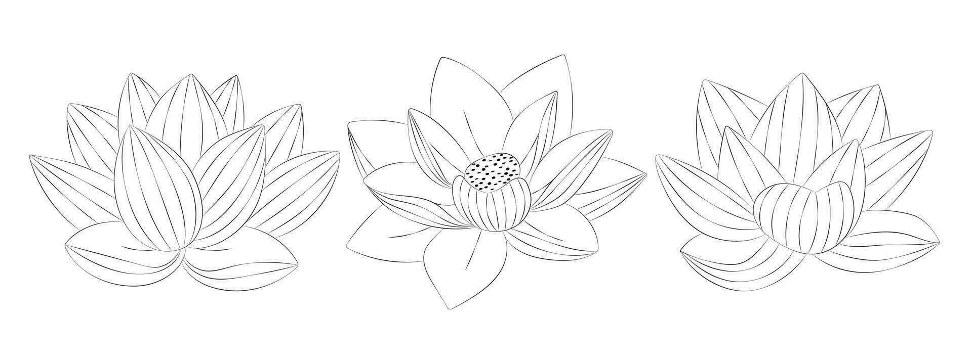 Lotus tropisch Blumen Satz. Vektor botanisch Illustration, Kontur Grafik Zeichnung.