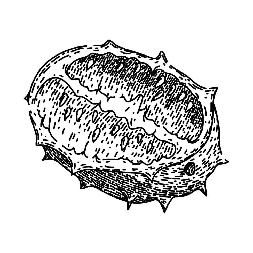 tropisch Kiwano skizzieren Hand gezeichnet Vektor