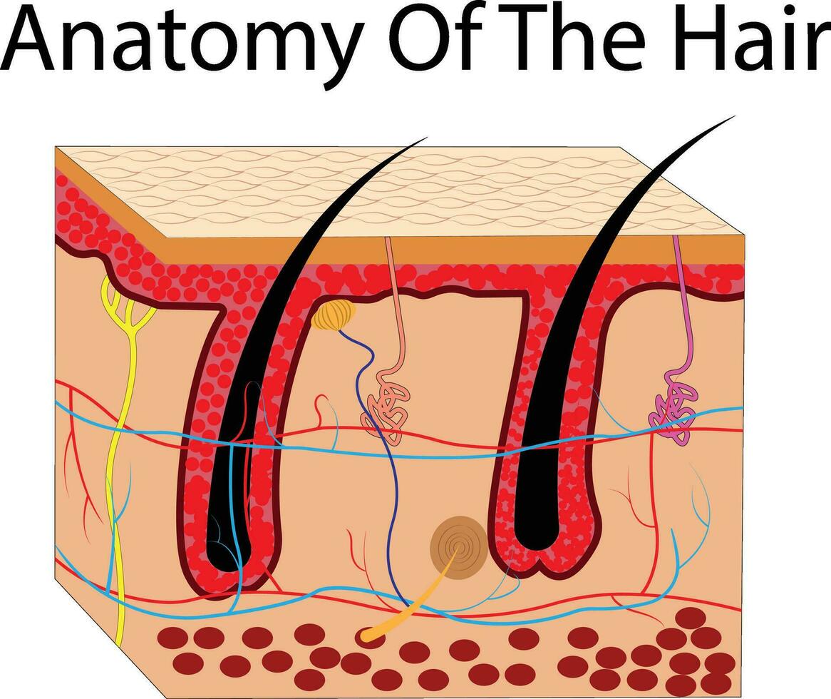 mänsklig hud. skiktad epidermis med hår folliklar, svettas, och fettavsöndrande körtlar. friska hud anatomi medicinsk vektor illustration